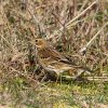 pipit farlouse-8389